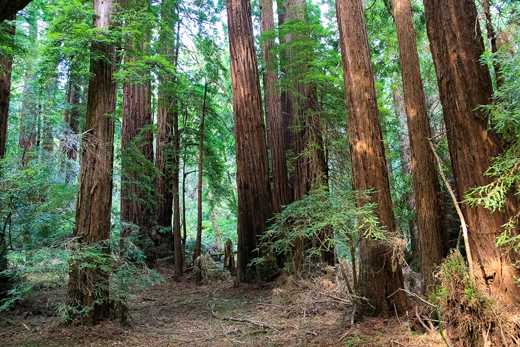 06-28 - 03.JPG - Muir Woods National Monument, CA